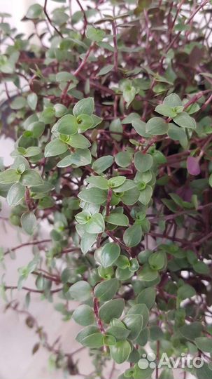 Каллизия ползучая (Каллизия Репенс)