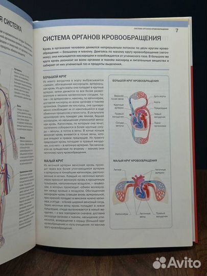 Здоровое сердце. Сердечно-сосудистая система