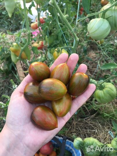 Семена редких сортовых томатов