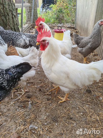 Петухи