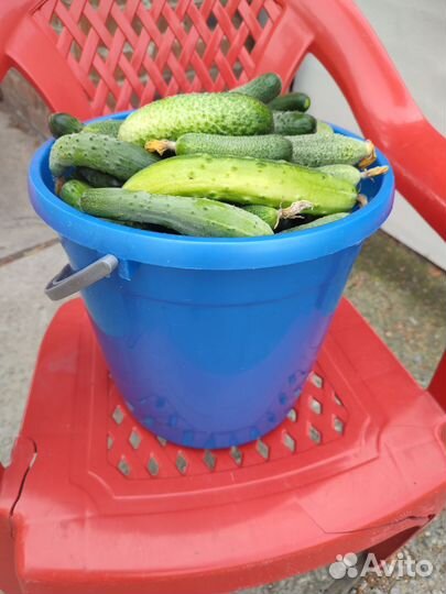 Огурцы домашние