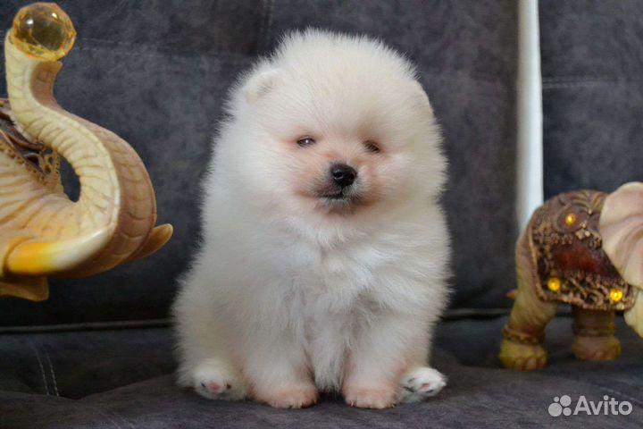 Щенки померанского шпица