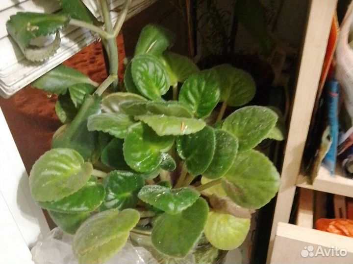 Цветочные горшки,вазы керамика