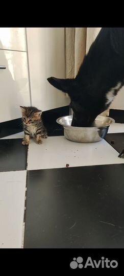 Котенок в добрые руки