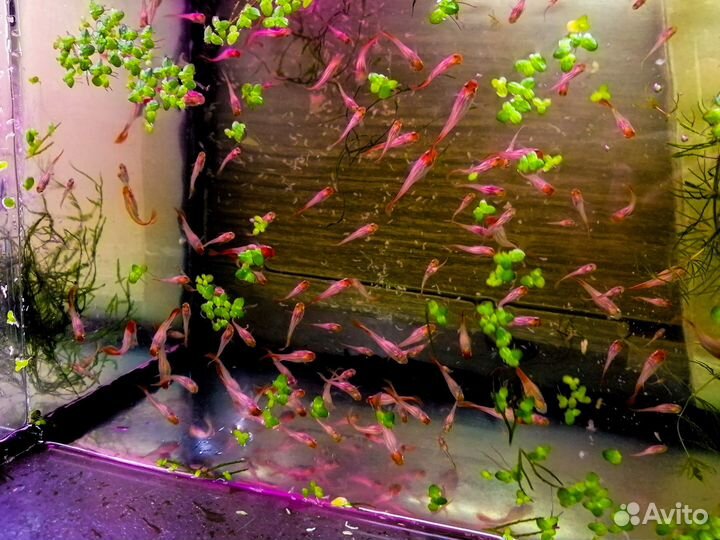 Гуппи красная шапочка, молодёжь, малёк