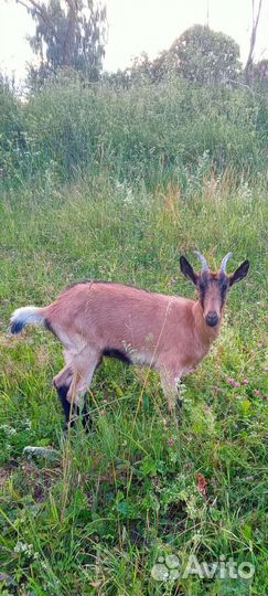 Альпийские козы