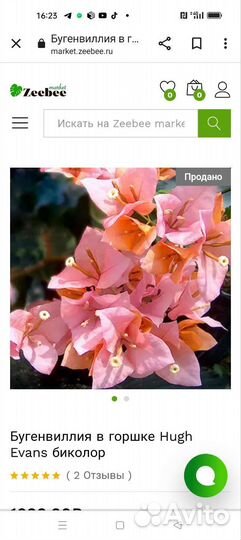 Бугенвилия