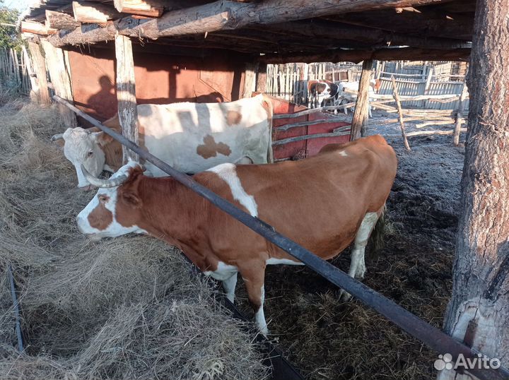 Корова телята и бычки