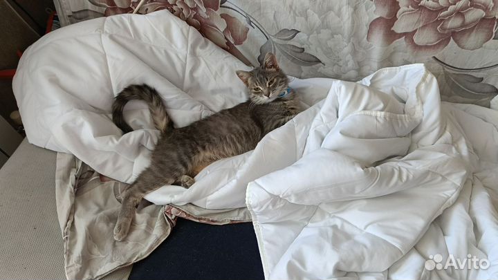 Милый котик бесплатно