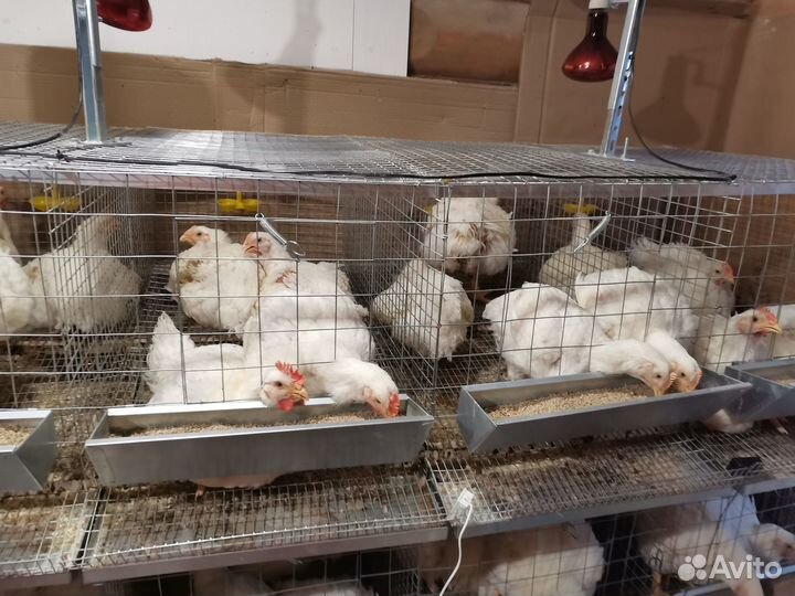 Клетка для кур до 72 голов 3-х ярусная на каркасе