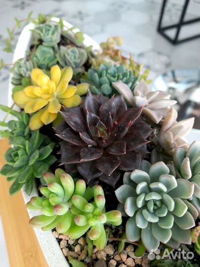 Садики с суккулентами