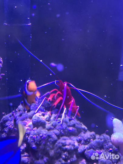 Морская креветка Доктор кардинал