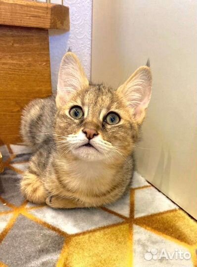 Котенок чаузи ф1