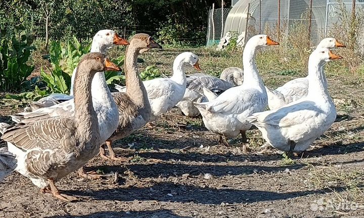 Гуси на племя