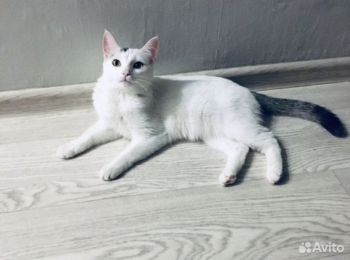 Кошки в добрые руки