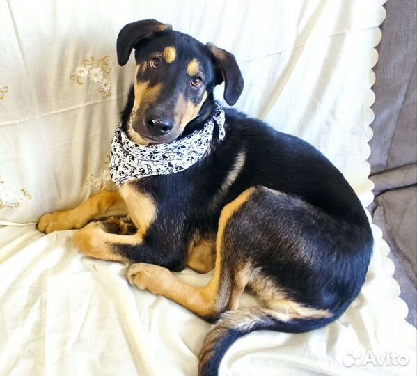 Щенок.4 месяца.В добрые руки