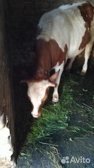 Телочка айширская