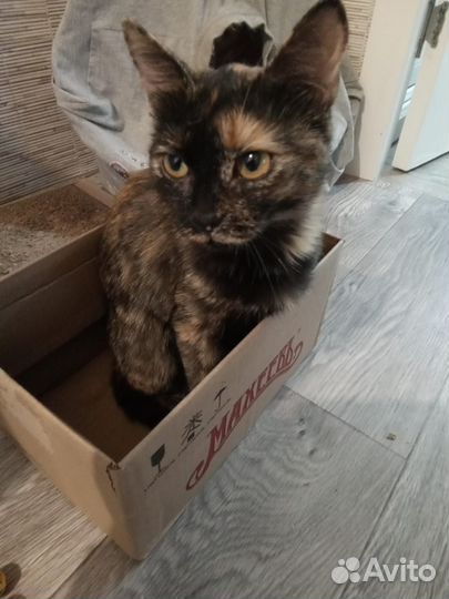 Кошечка бесплатно