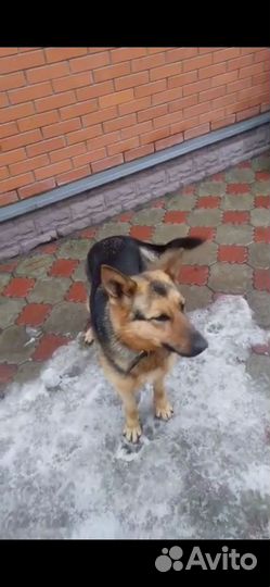 Выгул собак