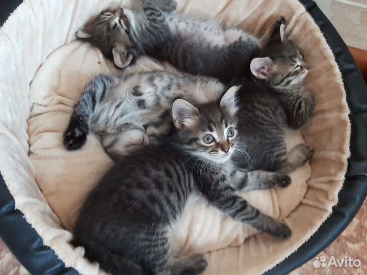 Котята в добрые руки даром