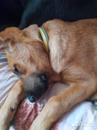 Щенок девочка в добрые руки бесплатно