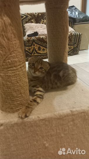 Бенгальская