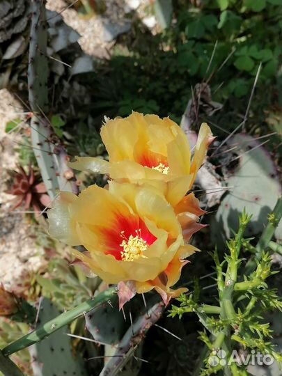 Морозостойкие кактусы