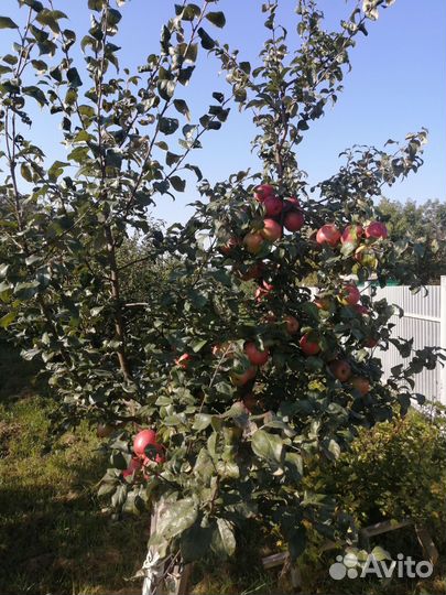 Саженцы яблони, вишни, груши