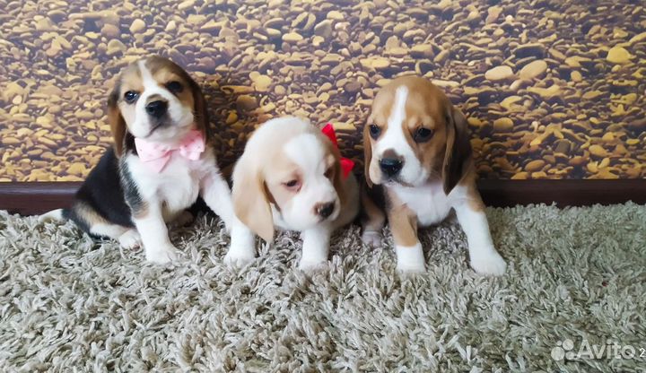 Щенки бигля
