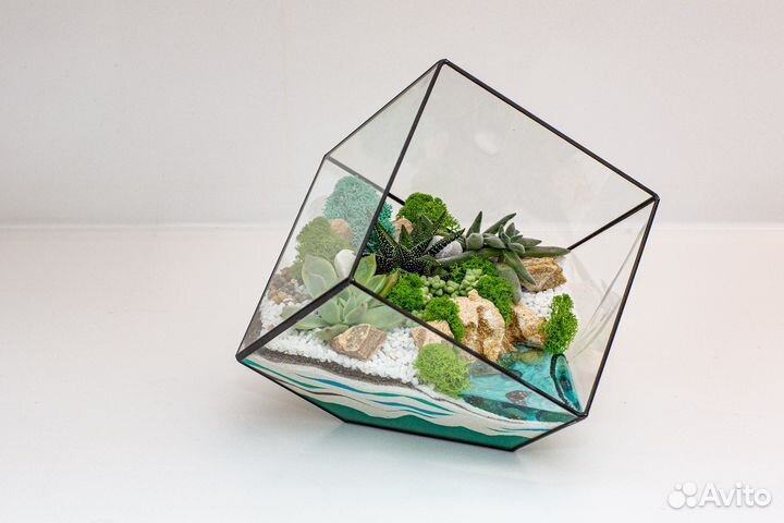 Флорариум суккуленты
