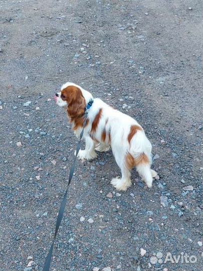 Кавалер кинг чарльз спаниель вязка