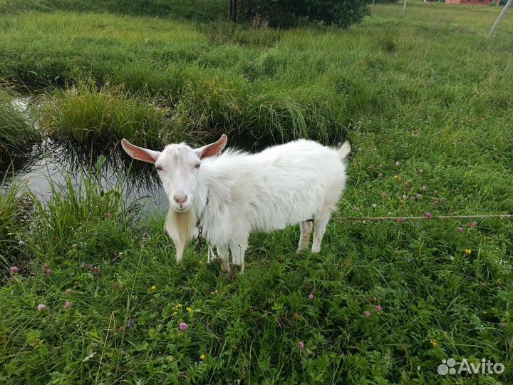 Козлы, козлики, козы