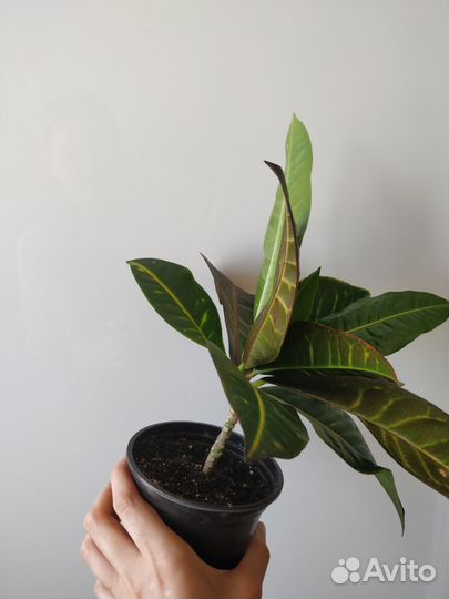 Кротон домашний цветок