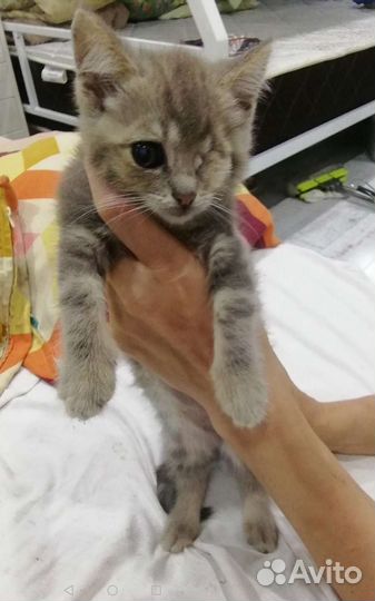 Котенок 4 месяца Пират
