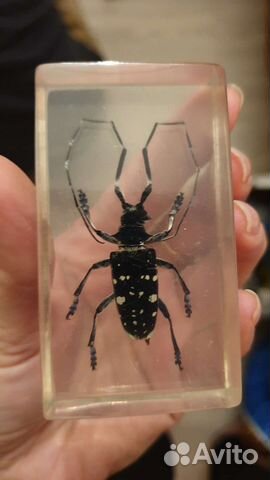 Насекомые и их знакомые