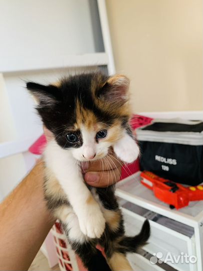 Стильные котята)