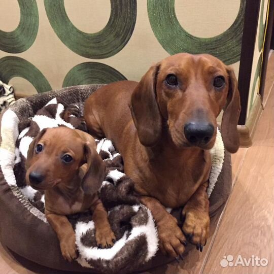 Такса/ вязка