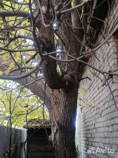 Саженцы грецкого ореха