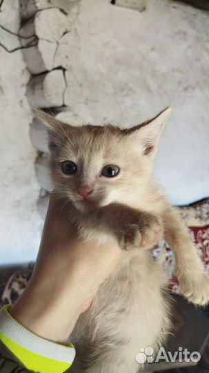 Котята, 1.5мес