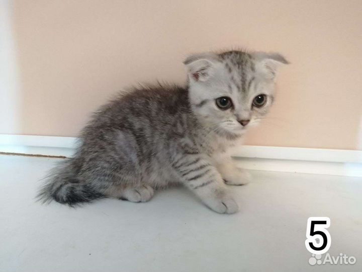 Шотландские котята