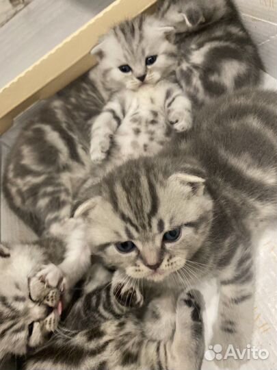 Шотландская