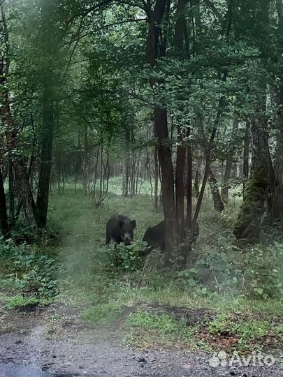 Экскурсия Куршская коса на авто индивидуальная