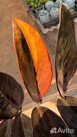 Замиокулькас вариегатный блек Оранж колекционая