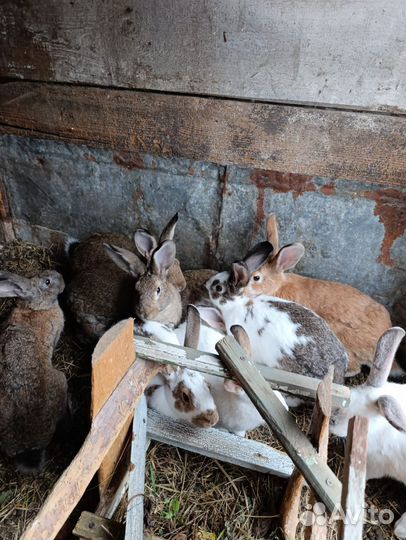 Кролики на племя