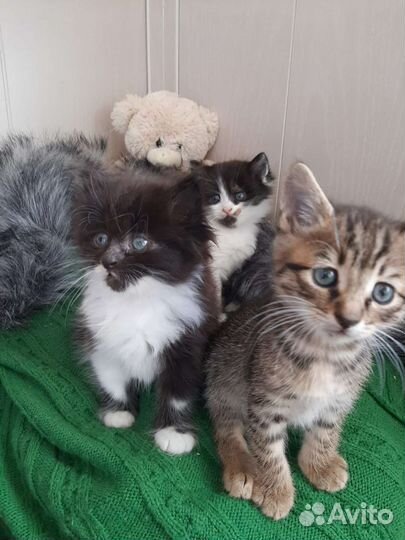 Котятки ищут дом мальчики