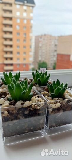 Гибриды хавортий сеянцы домашнего опыления