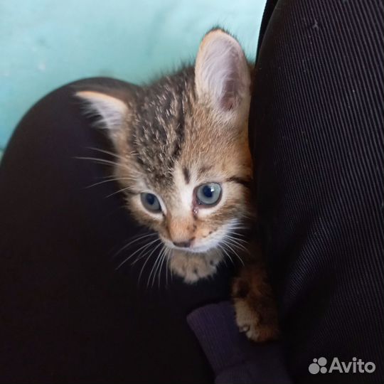 Отдам котенка 2 мес