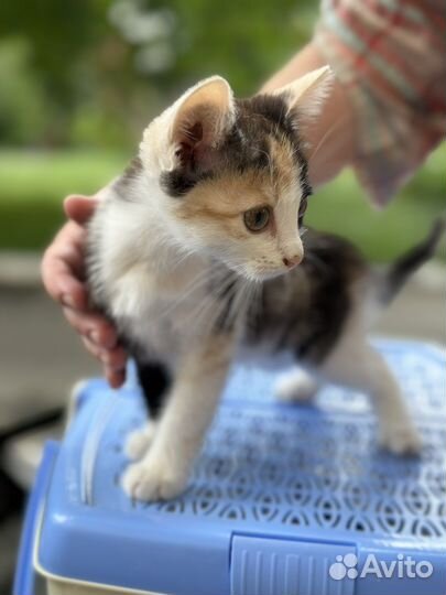 Кошечки