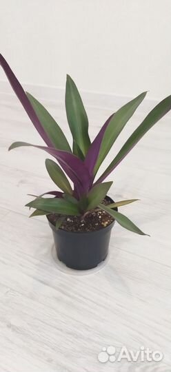 Комнатные растения цветы. Толстянка, рео,декабрист