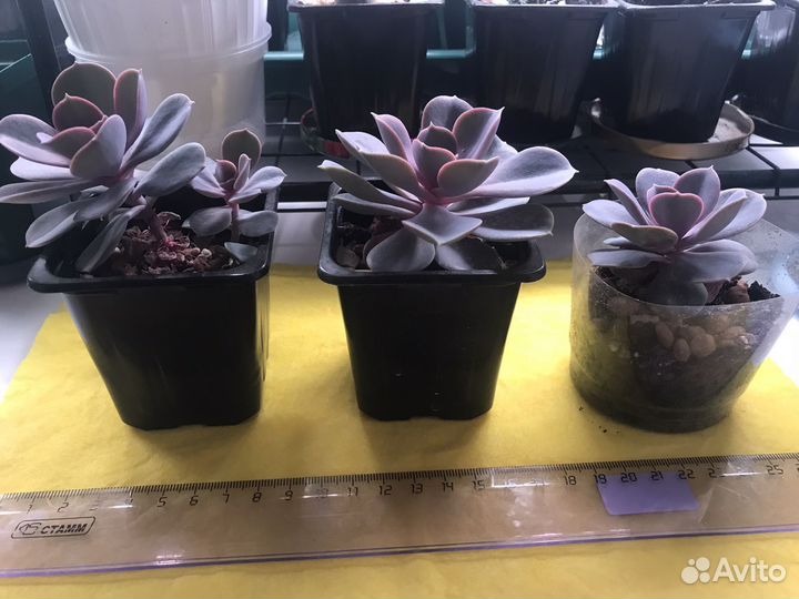 Суккулент. Эхевения Жемчужина Нюнберга